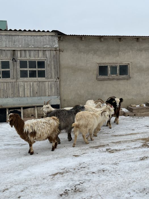 Ешкі серке сатылады