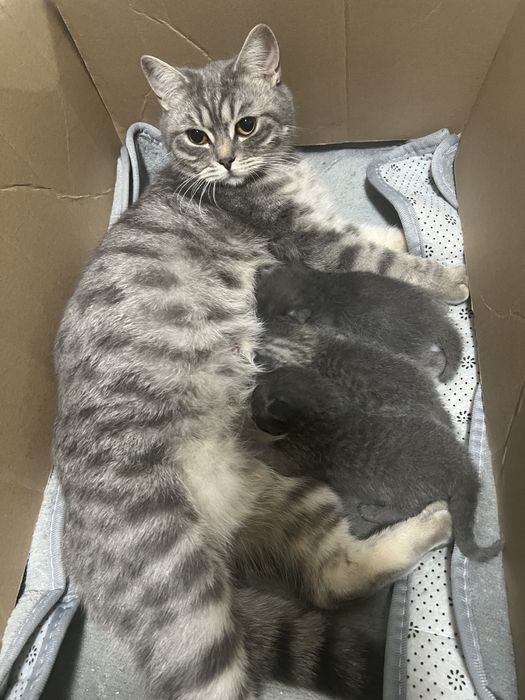 Шотландские котята
