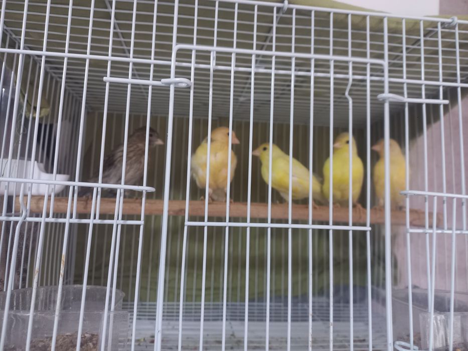 Канарйека смотилади