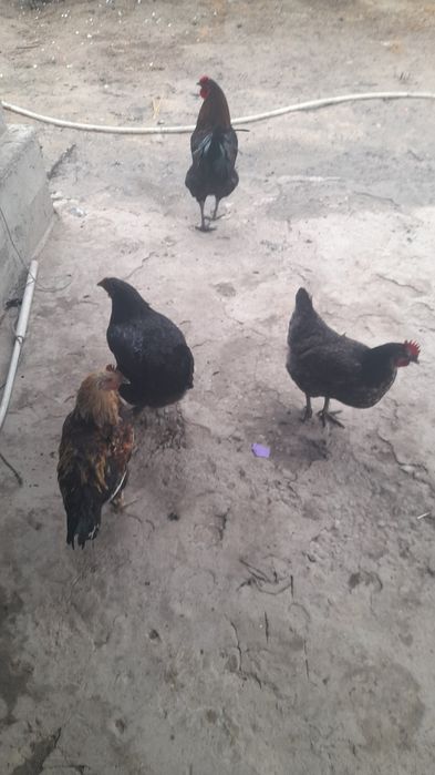 Тауыктар кораздар