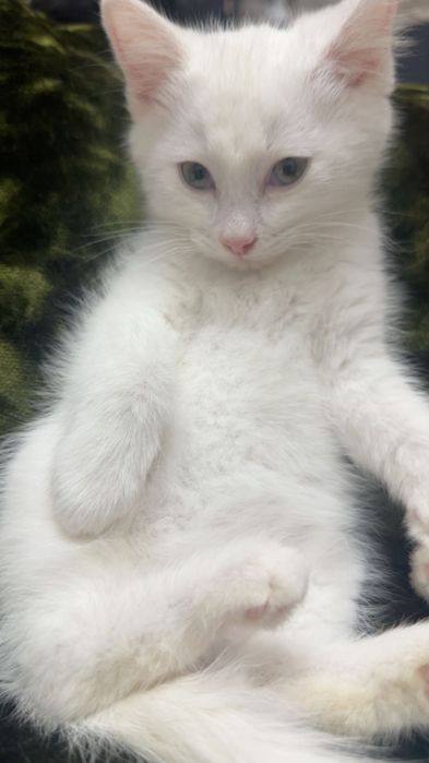 Котята в любящую семью