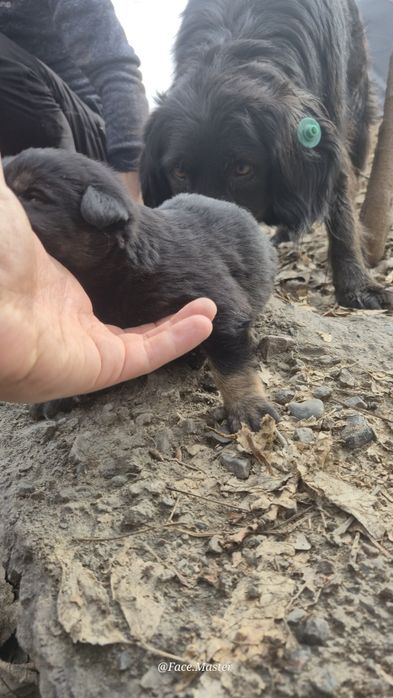 Срочно нужен дом щенкам