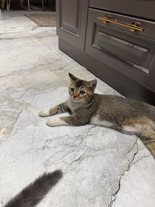 Кошка Породистая