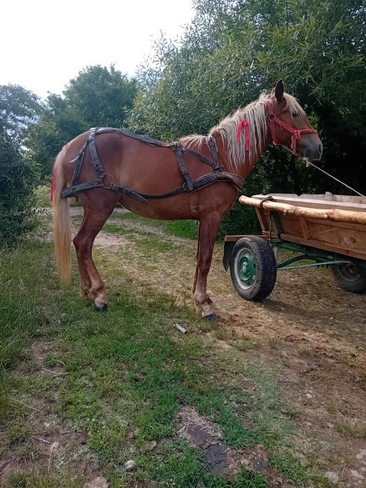 Vând manza 2 ani pusa o data la căruță
