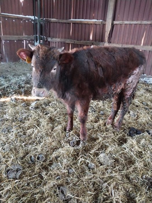 Продам КРС (Бычки, 7 голов)