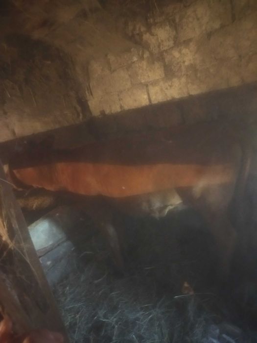 Продам корову и телочку