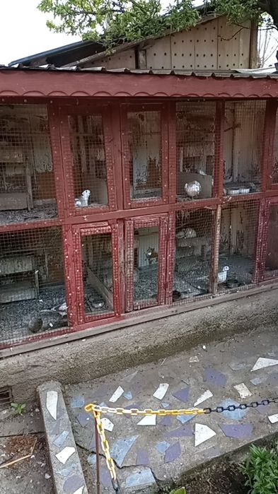 Turturele rozătoare de vînzare