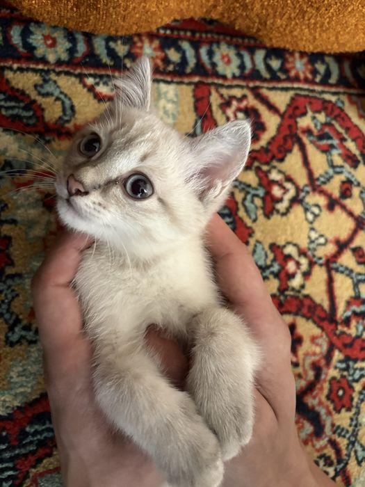 Отдам котенка , девочка