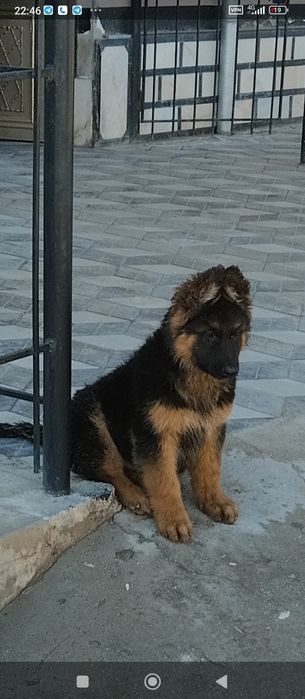 Немецкая овчарка