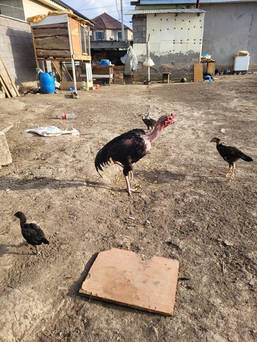 Сатамын кораз 6кг 17000