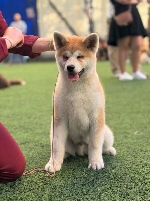 Акита ину мальчик