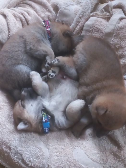 Сиба ину готовятся к продаже