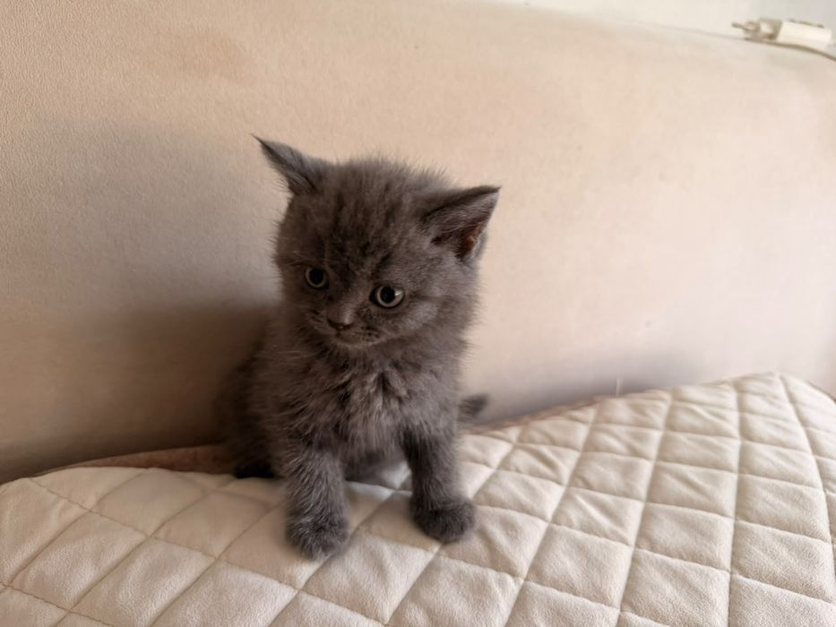 Британские котята мальчики