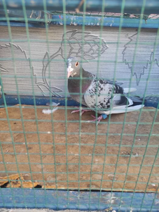 Vând porumbei foarte ieftini garantat