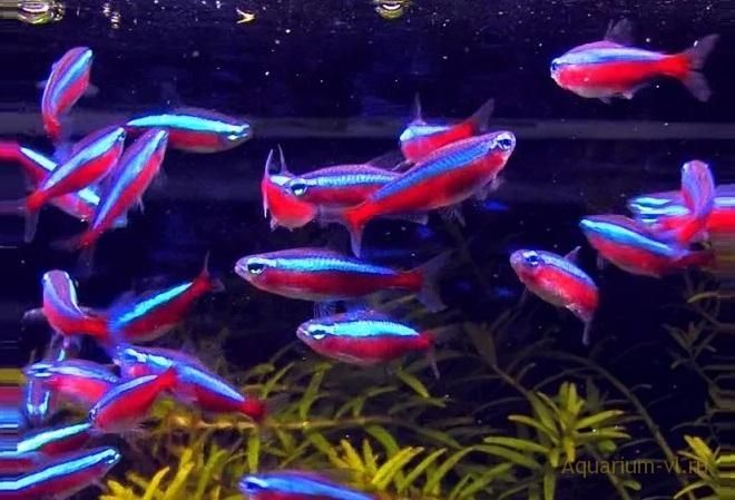 Красный неон продам