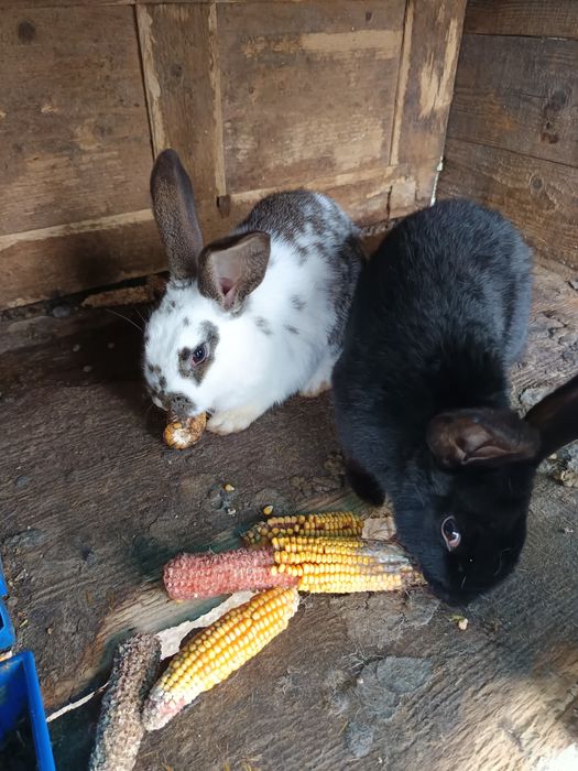 Iepurii de vanzare 80 lei buc