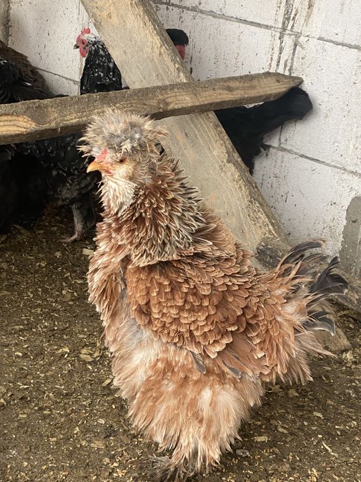 Oua incubat gaini de rasa