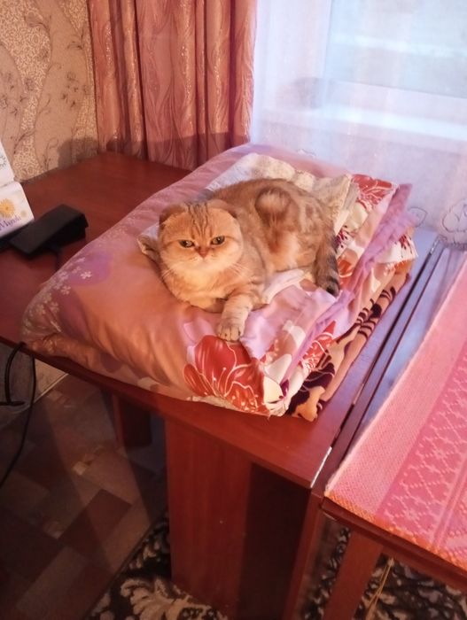 кошечка вислаушка