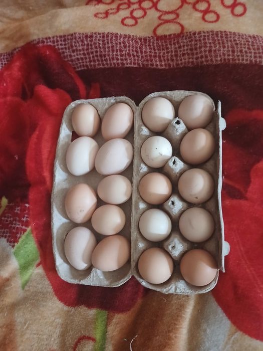 Яйца инкубационные и под клушку.