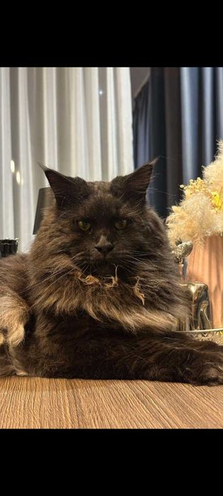 Малки Котенца Мейн Кун