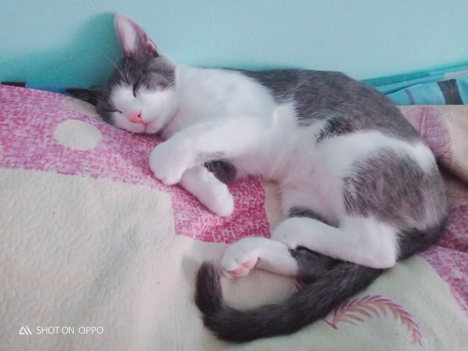 Отдаём кошку в добрые руки!