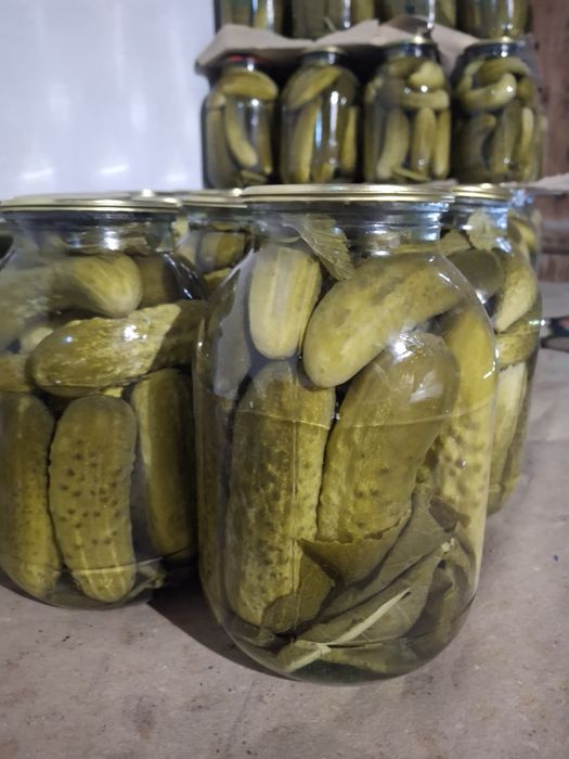 Продам  солонину