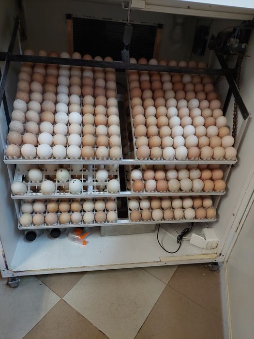 Oua de incubat,  pui de o zi,  păsări de rasă,  Brahma , Australorp,