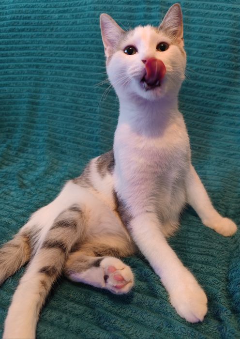 Ласковый Котик ищет Дом