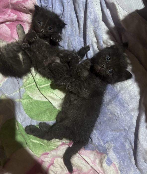 Продаются милые черные котята