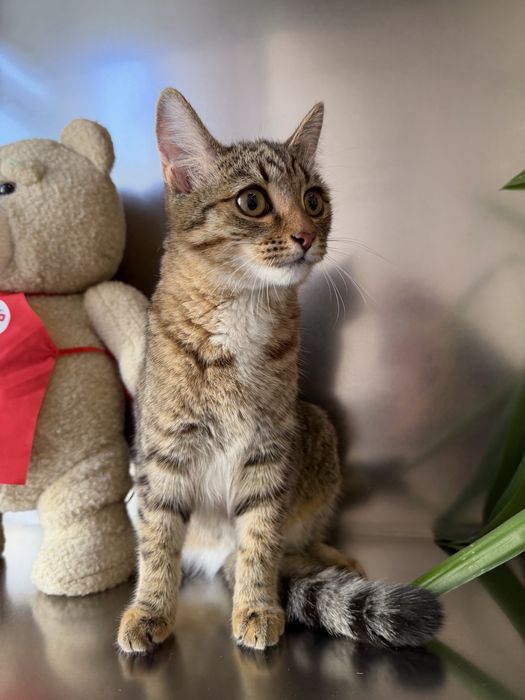 Кошечка АСЯ ищет семью
