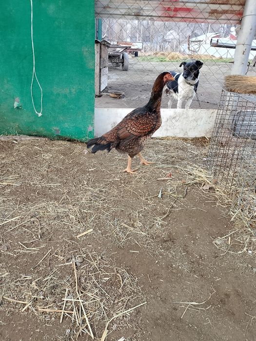 Продам даканку .