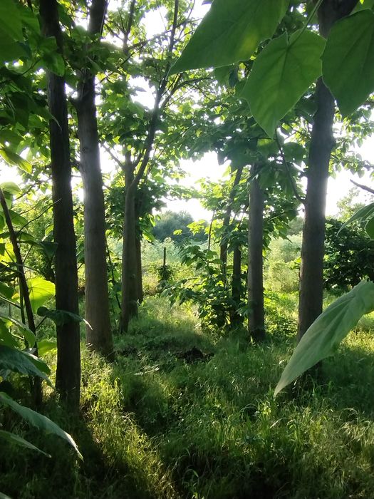 Пауловния томентоса, Рустифина (Rhus typhina)