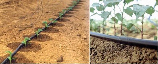 Tomchilab sug'orish, Kopelniy sistema, капельное орошение.