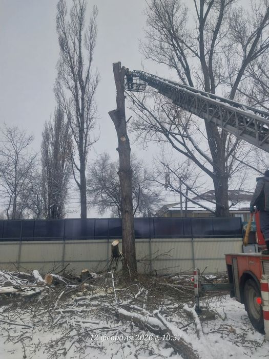 Спил деревьев агаш кесемиз