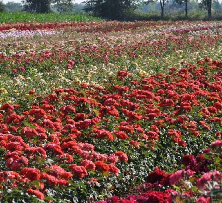 Trandafiri parfumati,pomisor,urcatori-50+25 gratis