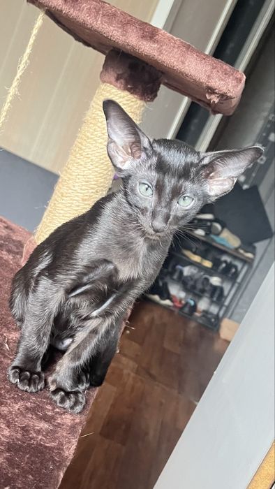 Ориентальный кот