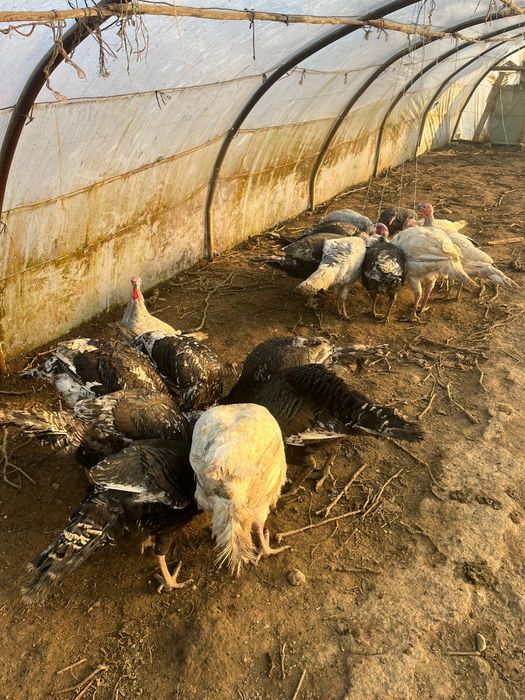 Curci si curcani de vânzare