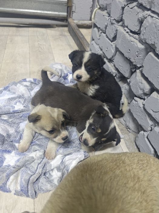 Милые девчонки ищют дом