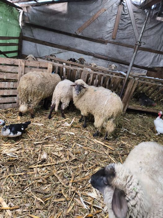 De vanzare 4 mielute si un berbecut , de prasila posibil gestante