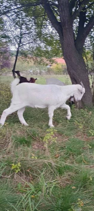 Iadă sannen de 10 luni