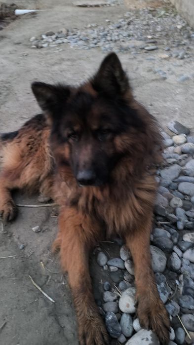 Дилнашерски афчарка сотилади