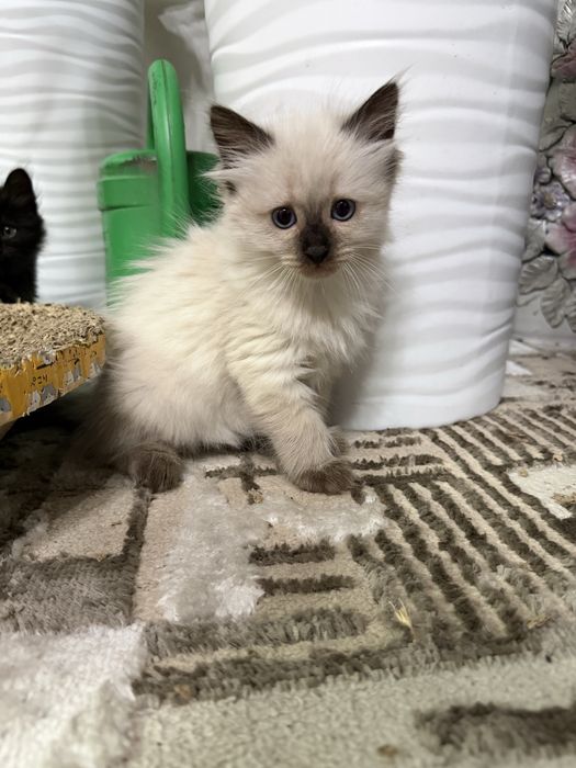Продаются котята