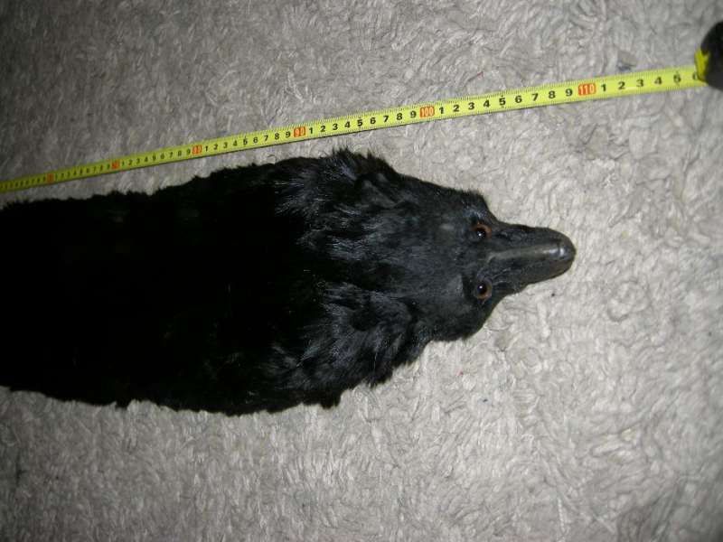 продавам яка от лисица - 2 бр