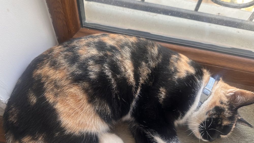 Кошка трех цветная