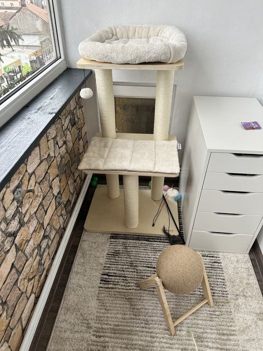 Scottish Fold shorthair/chinchila