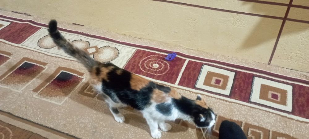 Скоч фолд она бола мушуклар сотилади