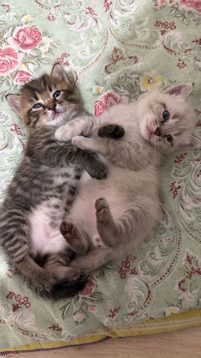 Отдам котенка в добрые руки