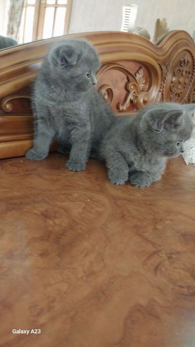 Скоттиш фолд 2.5 ойли