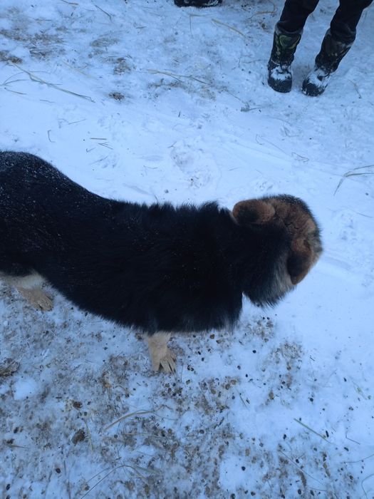 Продам щенка немецкой овчарки