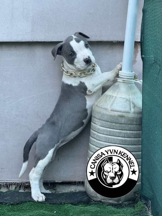 Amstaff blue.